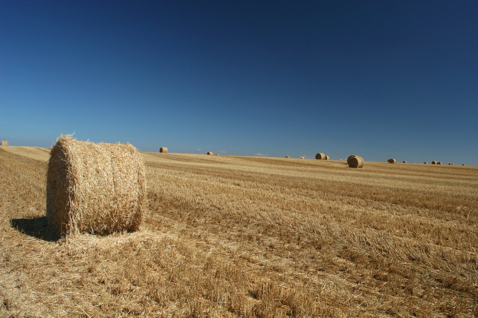 a field of hay is shown in the sun