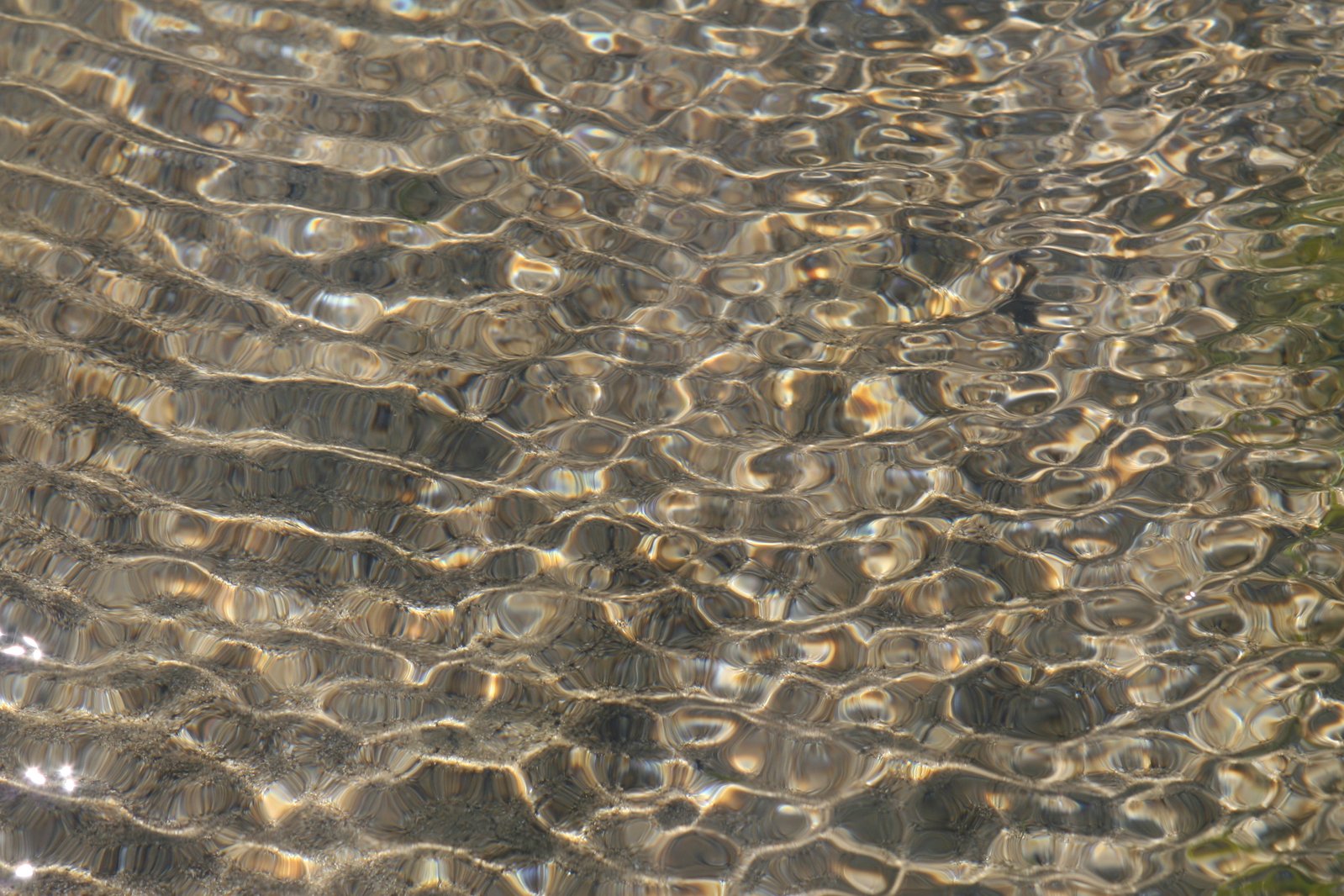 rippled light in some water and small plants