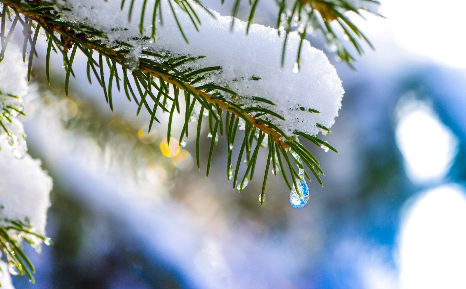 the snow is glistening on the nches of a pine tree