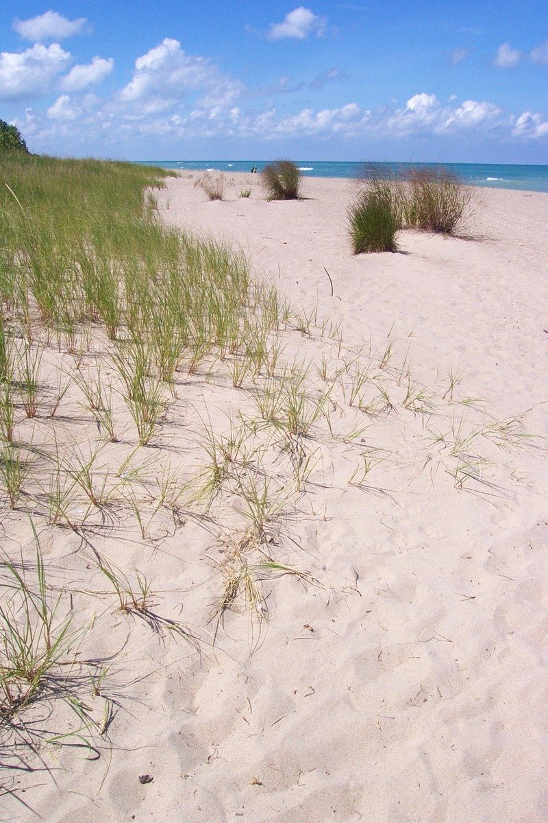 grass on the beach in front of an ocean