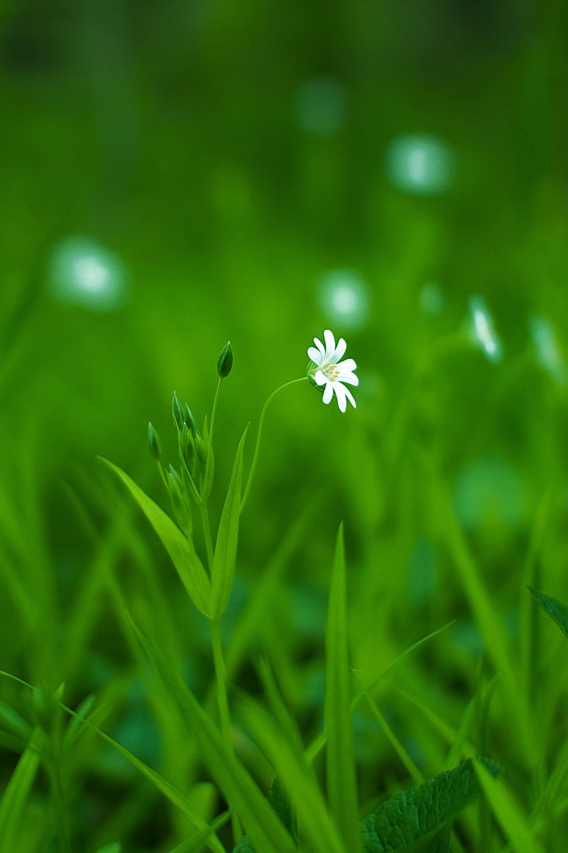 a flower that is on the grass outside