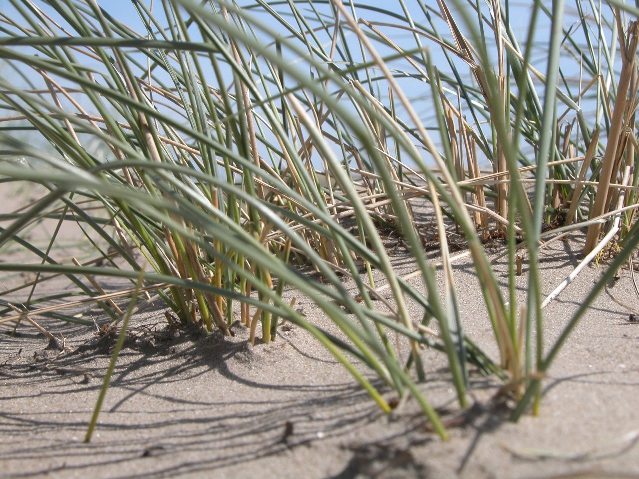 the sand is full of various kinds of grass