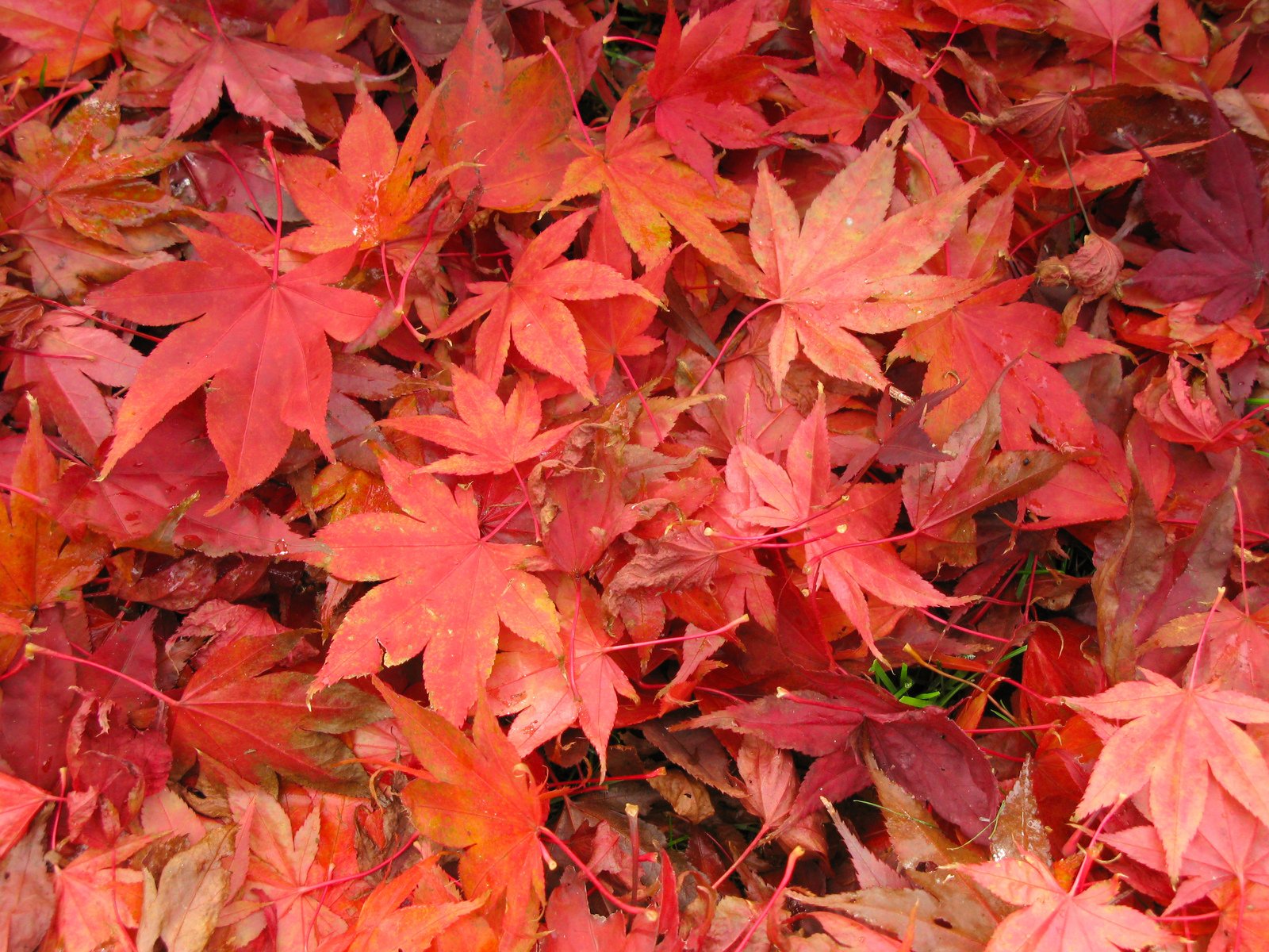 an arrangement of red and orange leaves