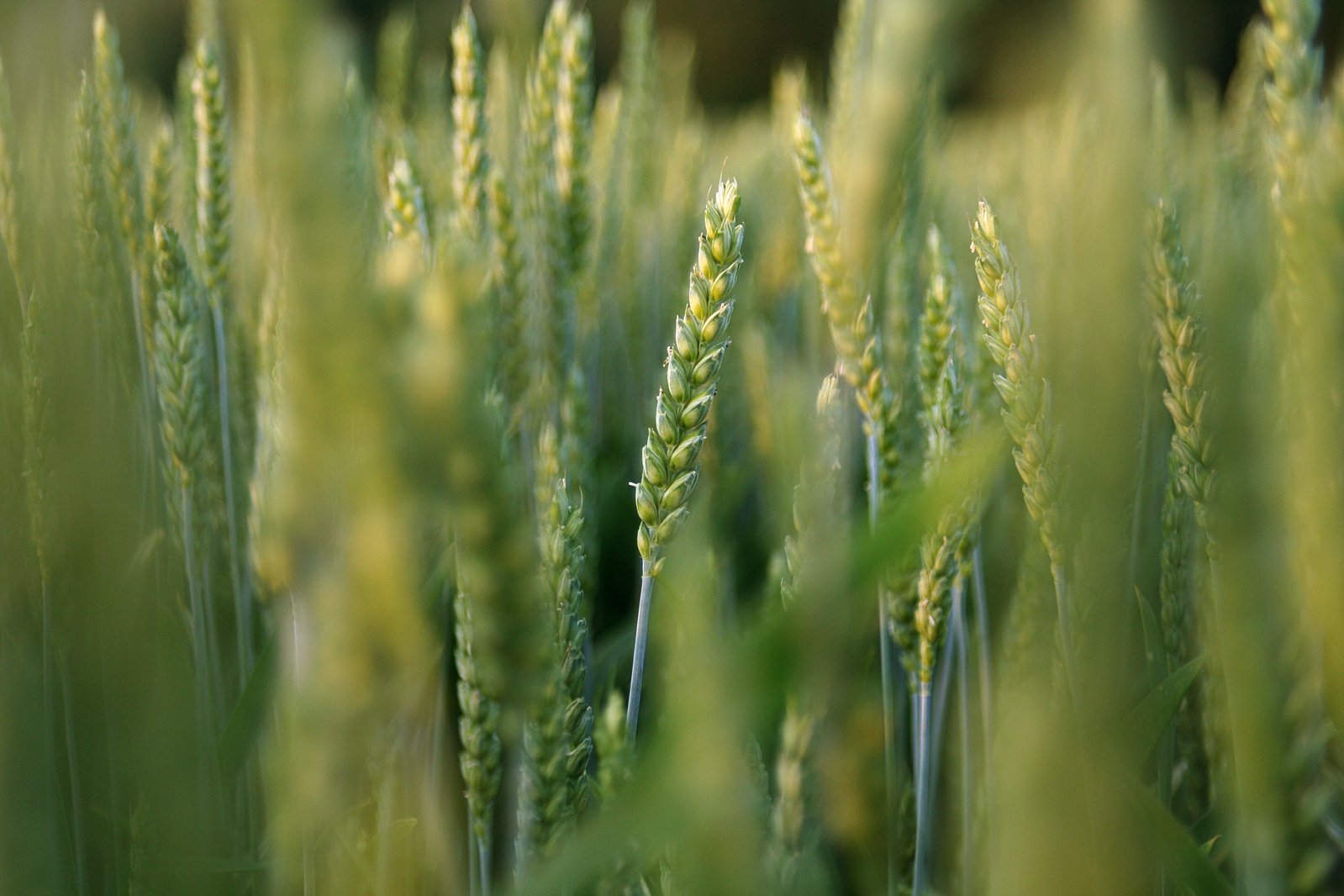 some tall green grass in an open field