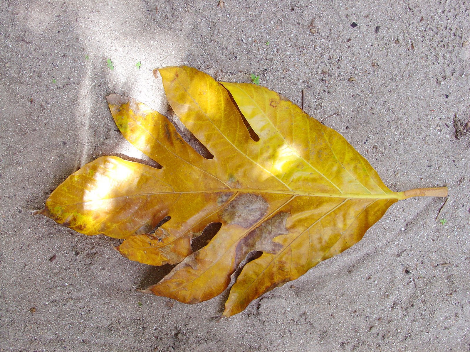a yellow leaf lays on the sand next to a green spork