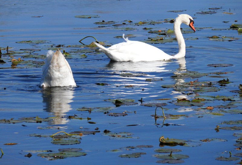a couple of white swans floating on top of water