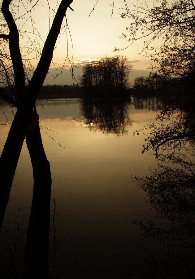 the sun is setting on the water behind a tree