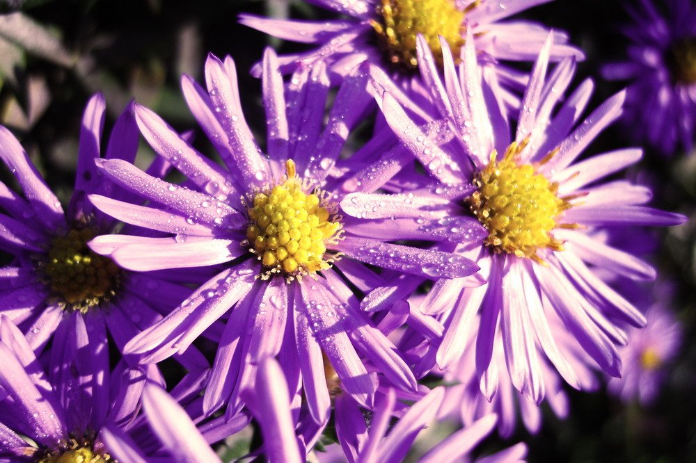 closeup of purple flowers on the left and right side