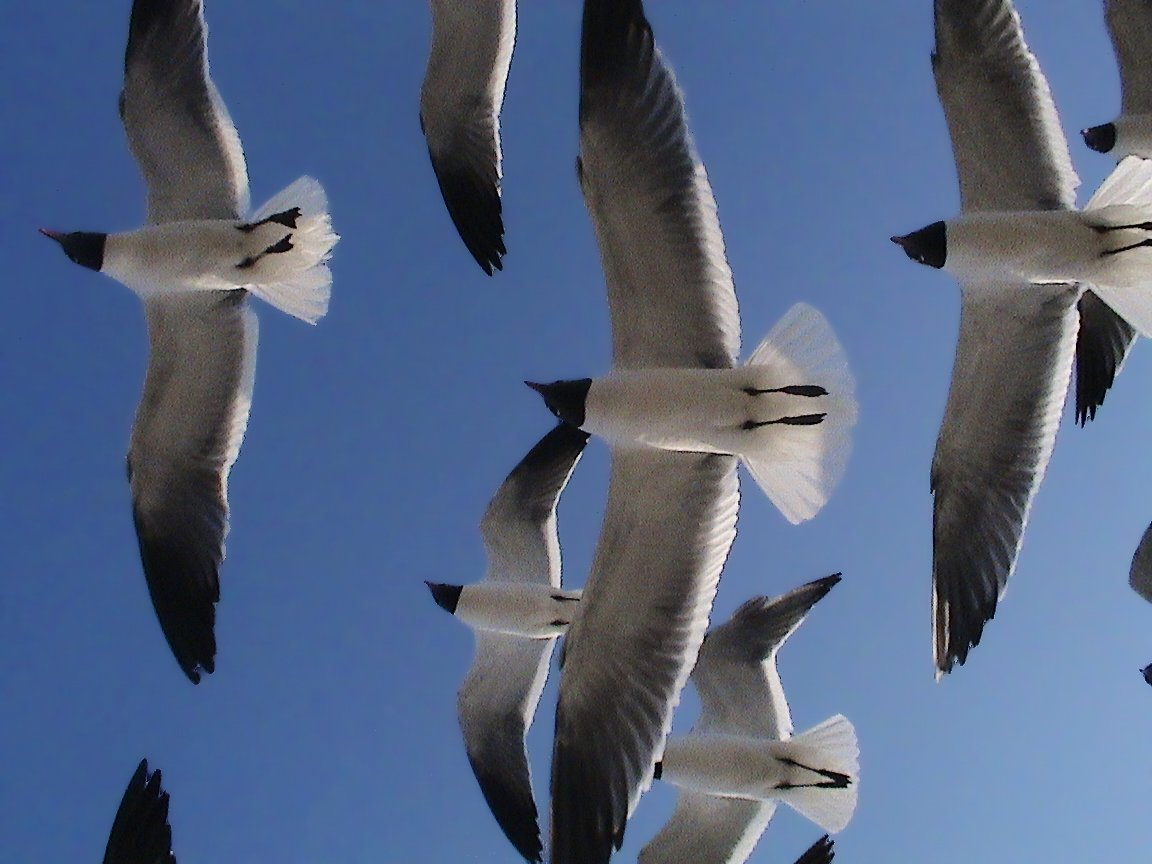 seagulls are flying low in the blue sky