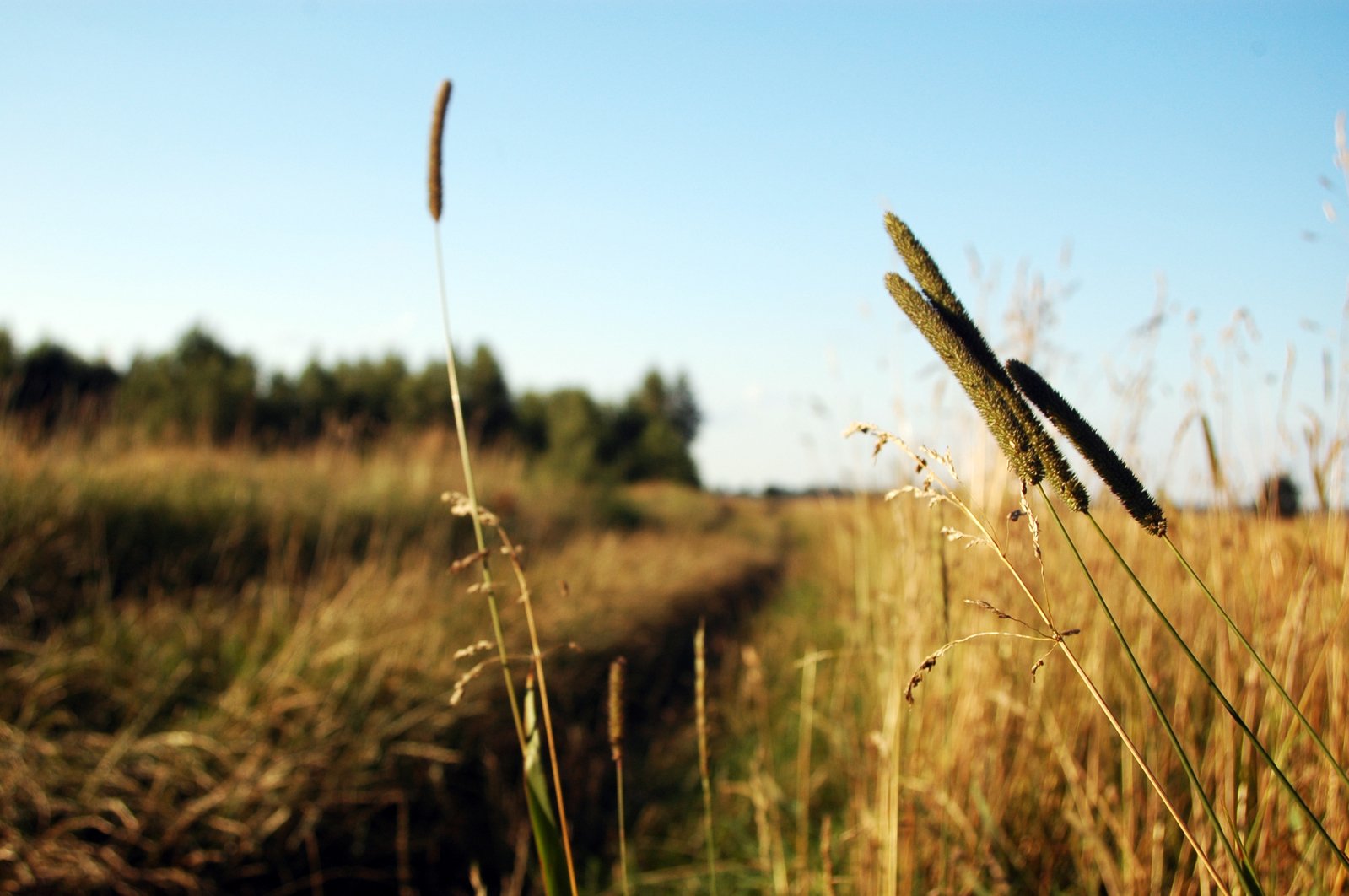 long grass blows in the wind at the edge of a road