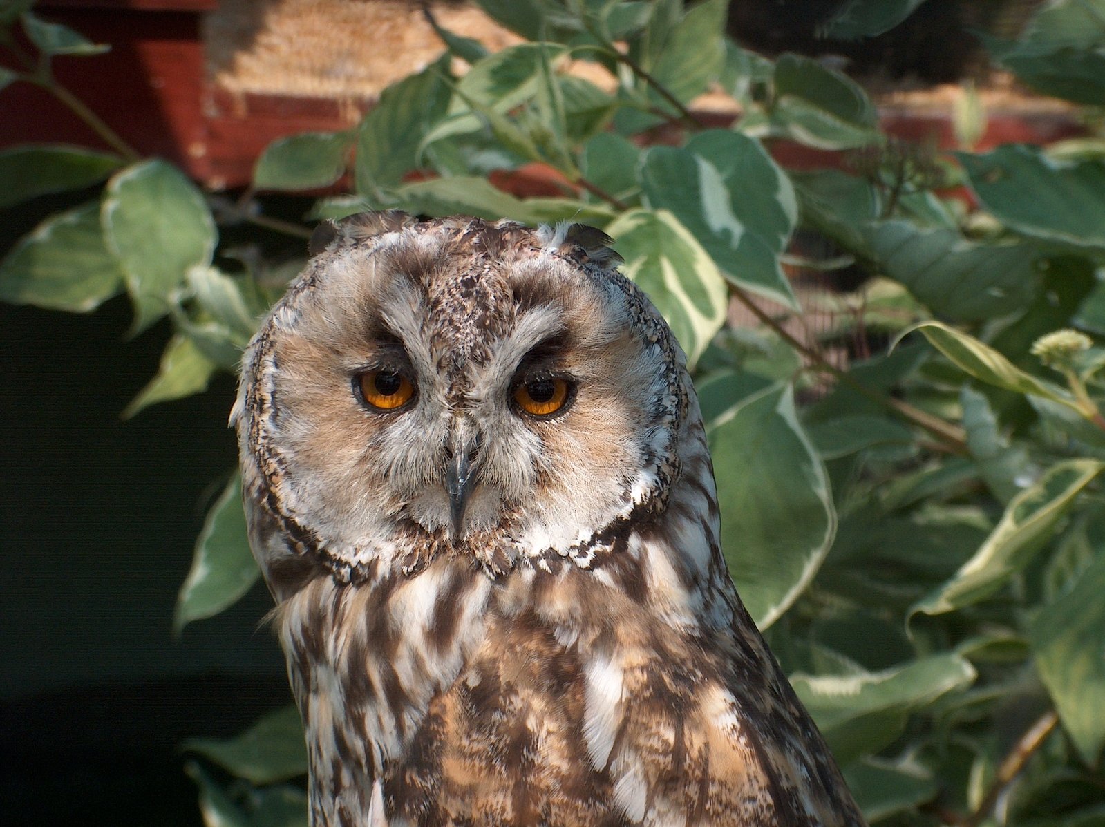 an owl sits in a tree staring at the camera