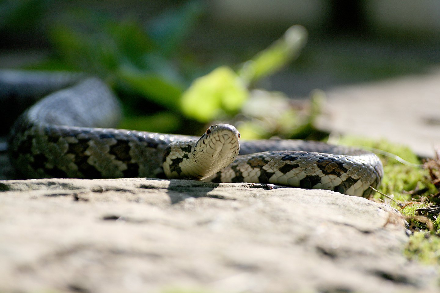 a close - up of a rattled snake in the sun