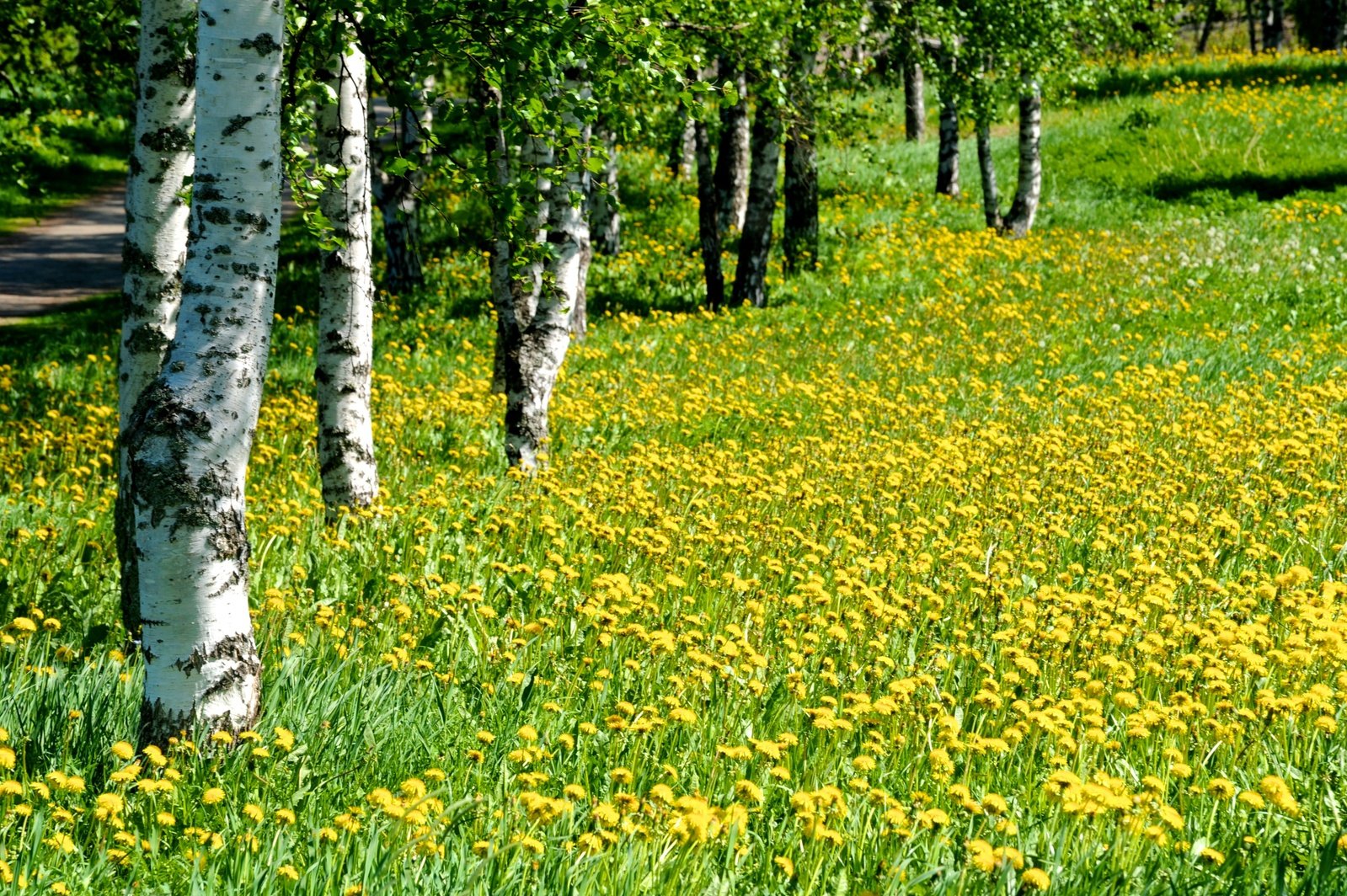 some white trees yellow and flowers and green grass