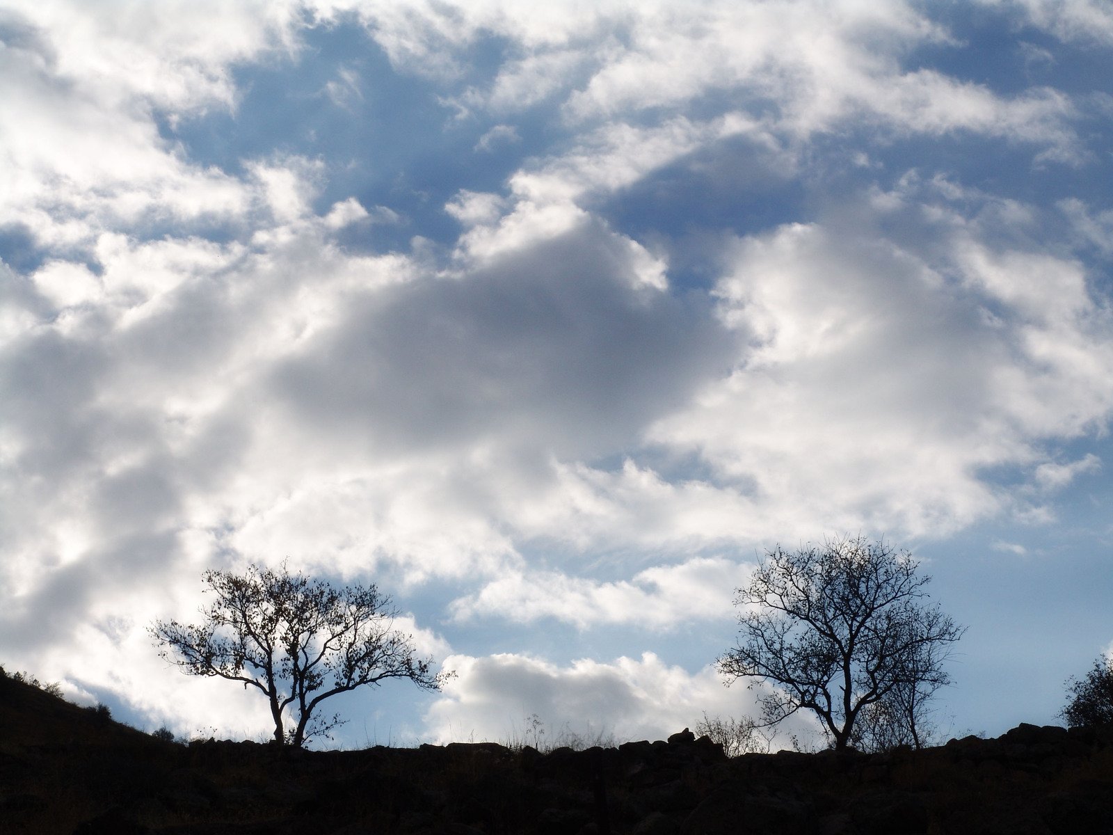 some trees sitting on a hill near the clouds