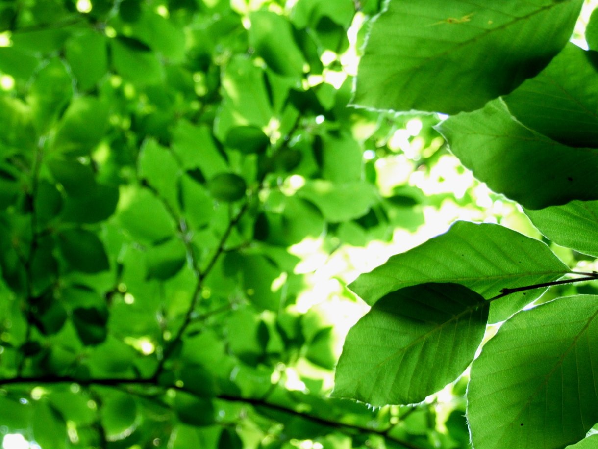a tree in the sunlight and green leaves