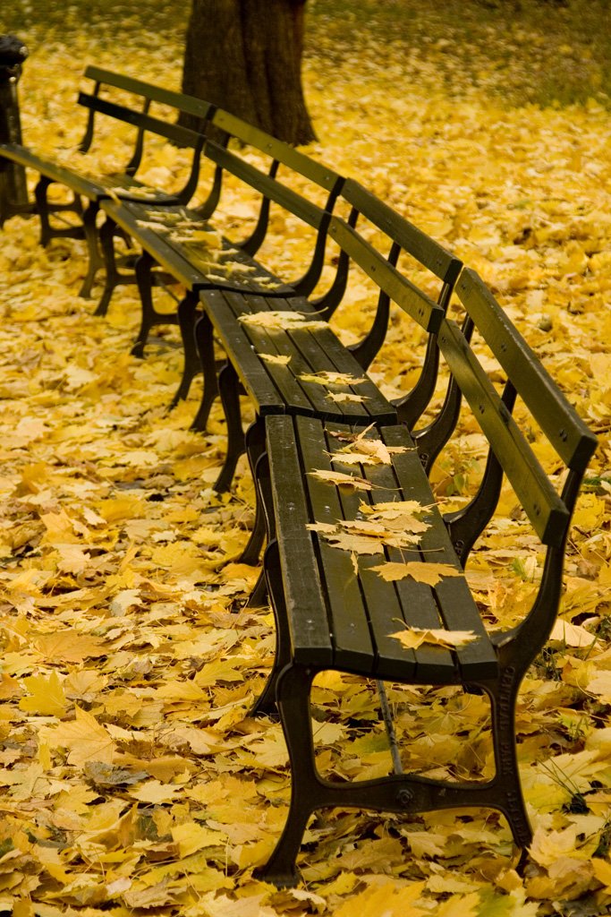 three empty benches along a leafy walkway