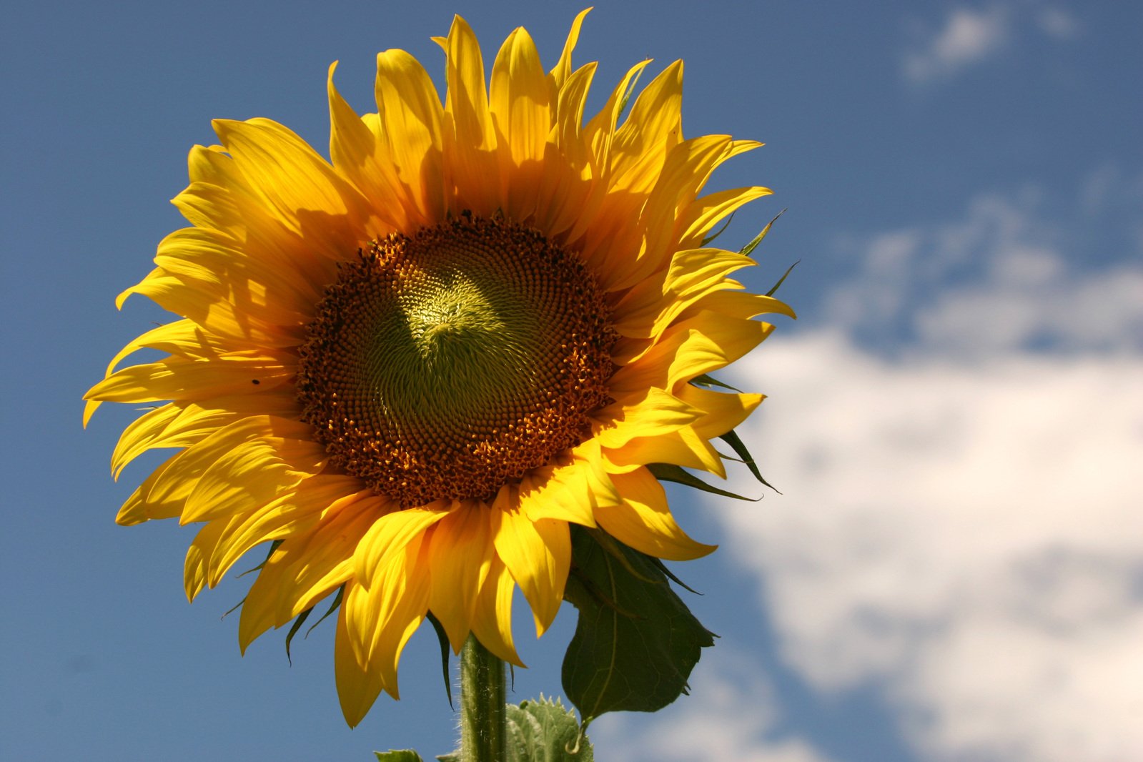 the sunflower is blooming on a sunny day