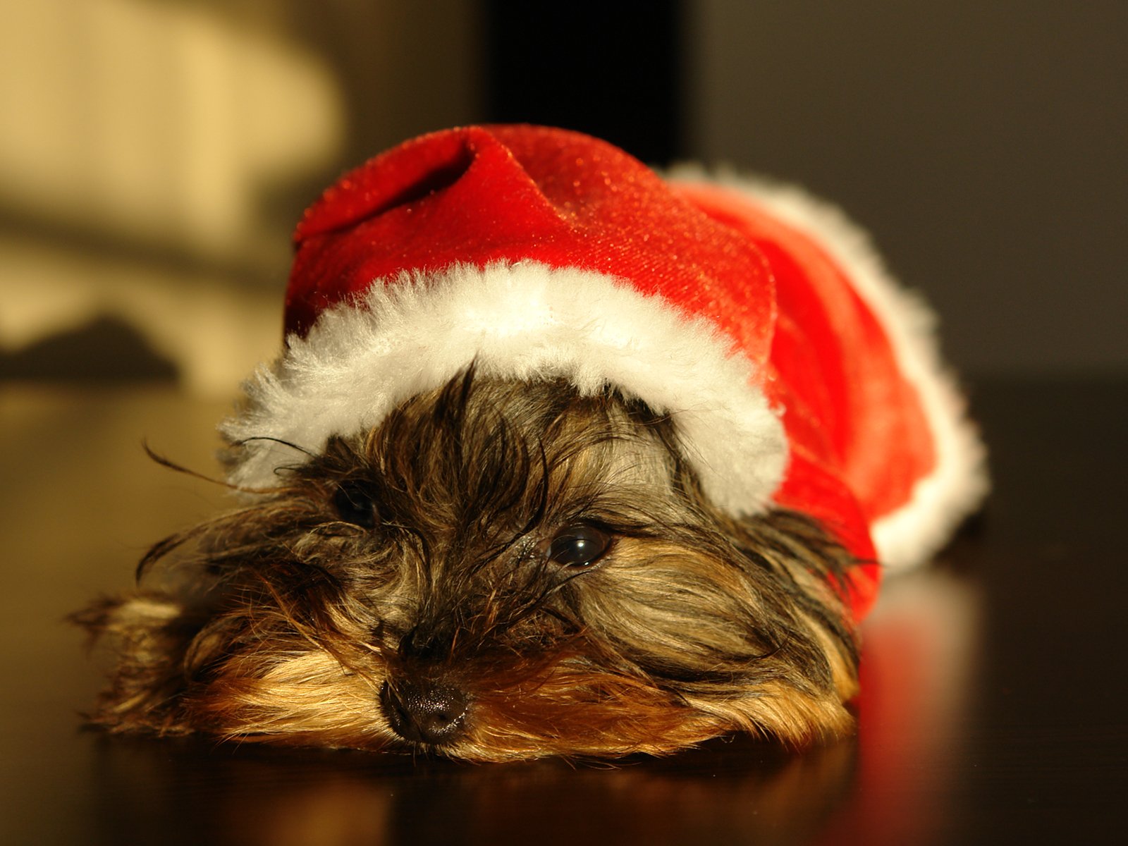 the small brown and black dog has a red santa hat on