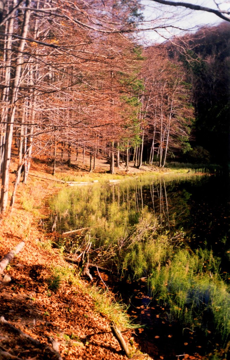 a river and a forest with tall thin trees