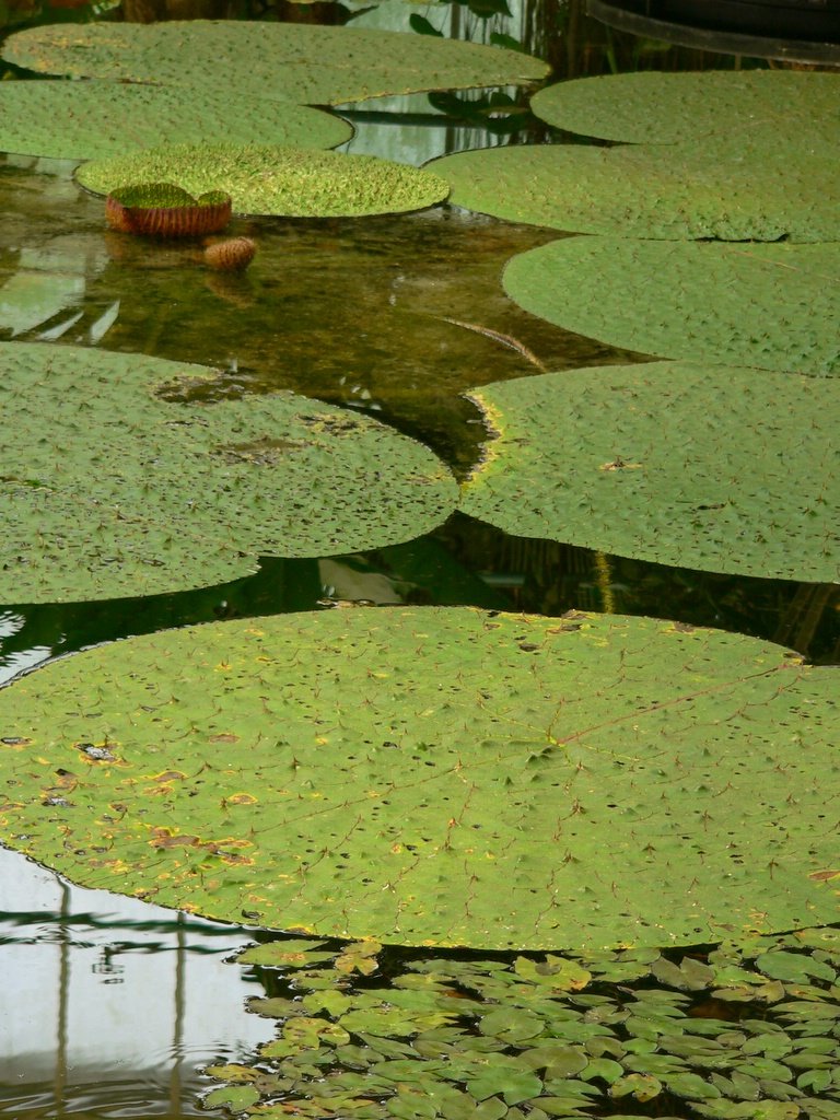 a large group of lily pads with a small yellow flower