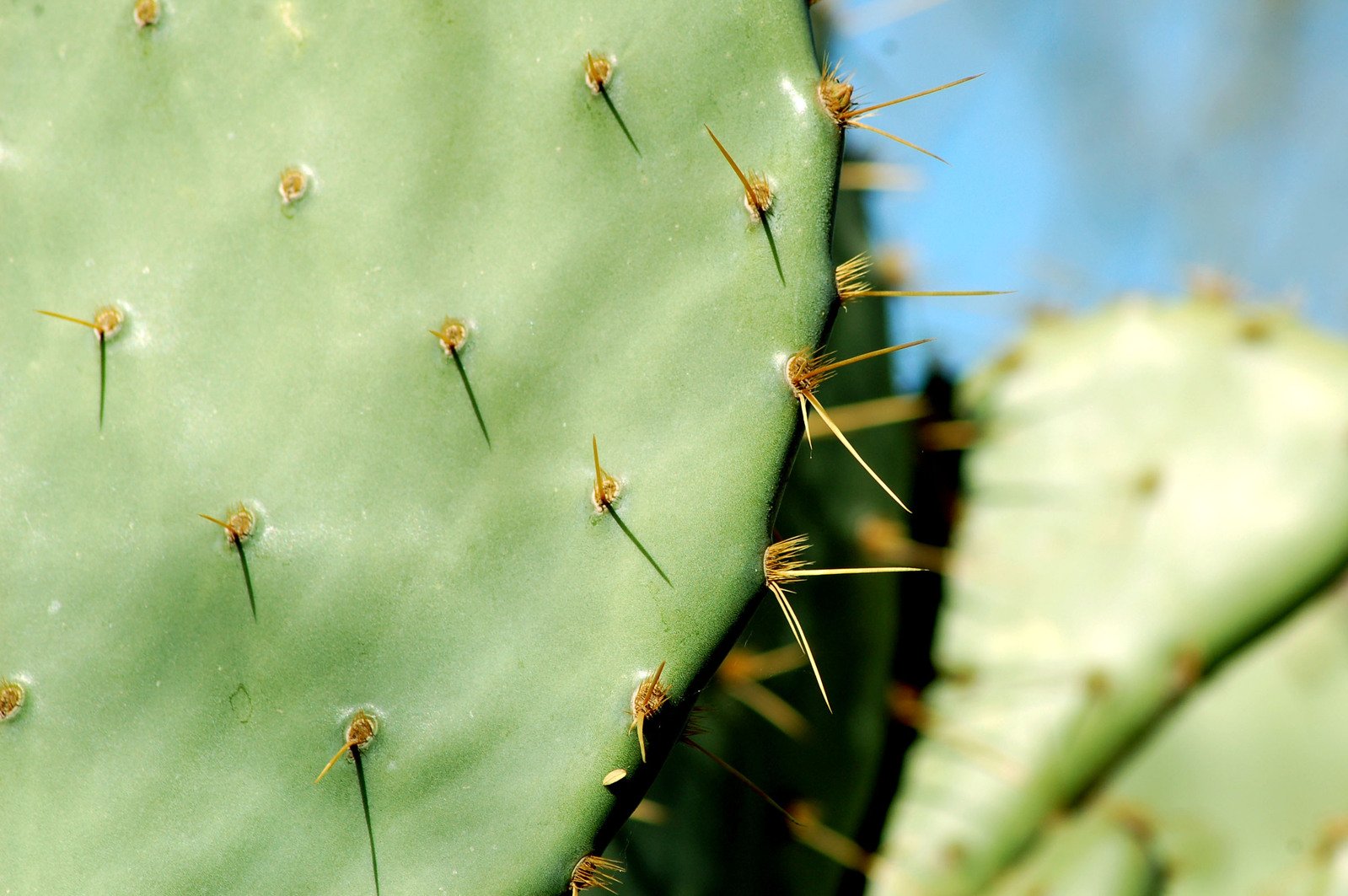 a green cactus with small white dots and tiny needles