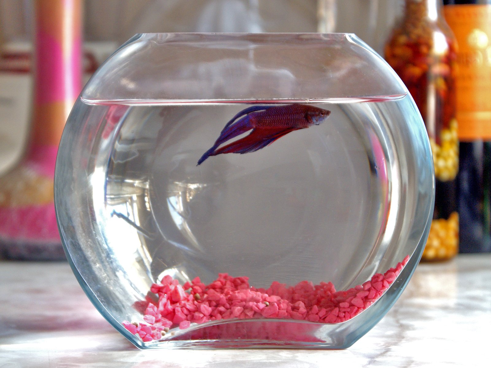 a close up of a fish in a glass bowl