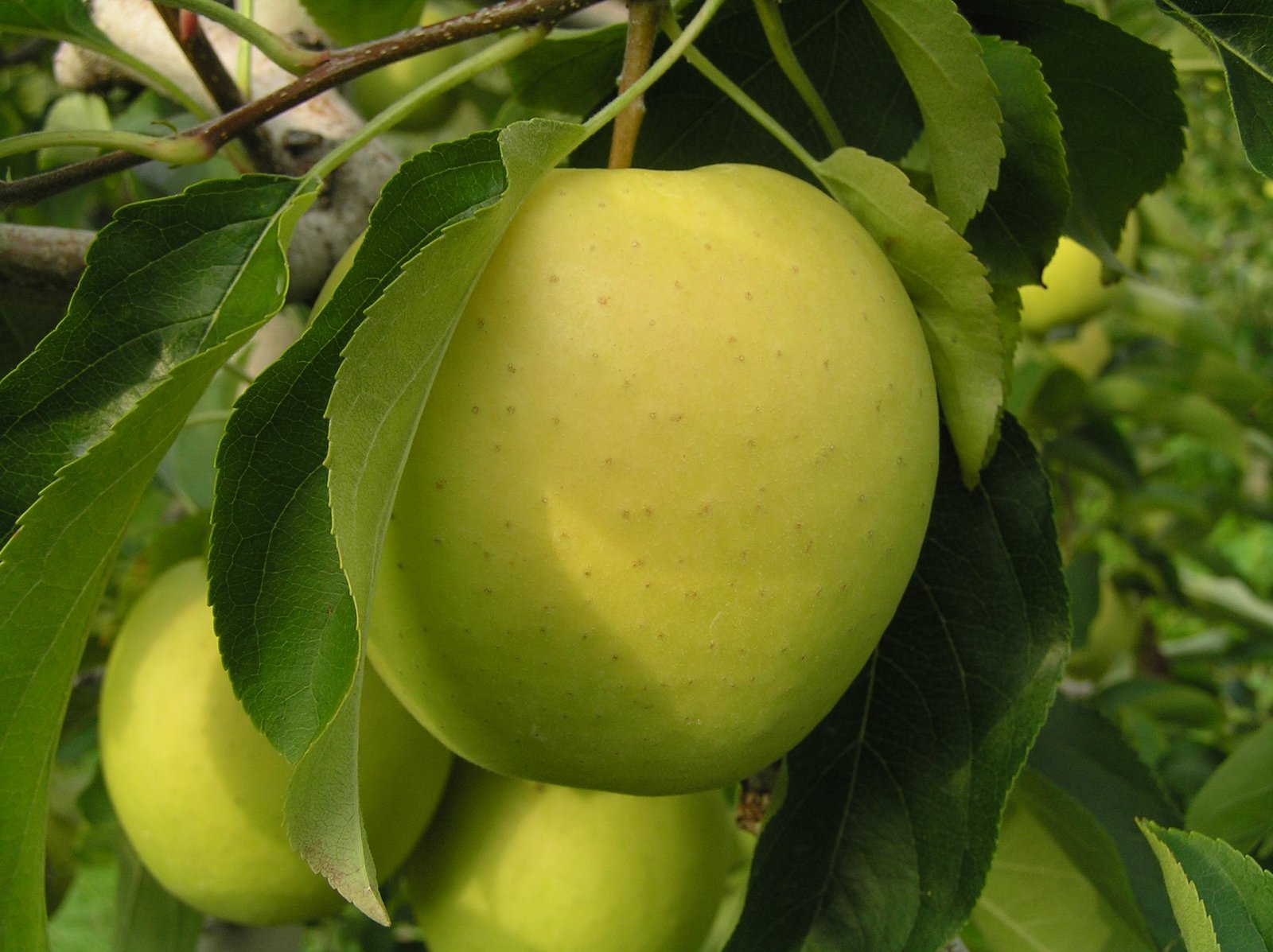 yellow apples are hanging on a tree