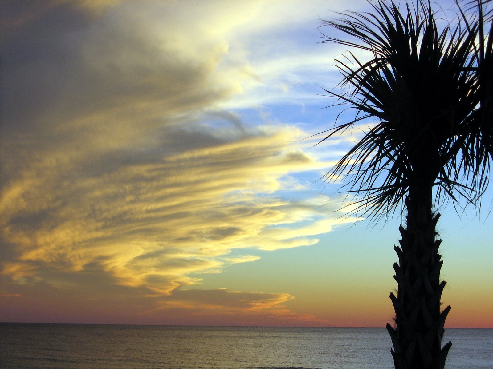 a palm tree on a beach with a sunset in the background