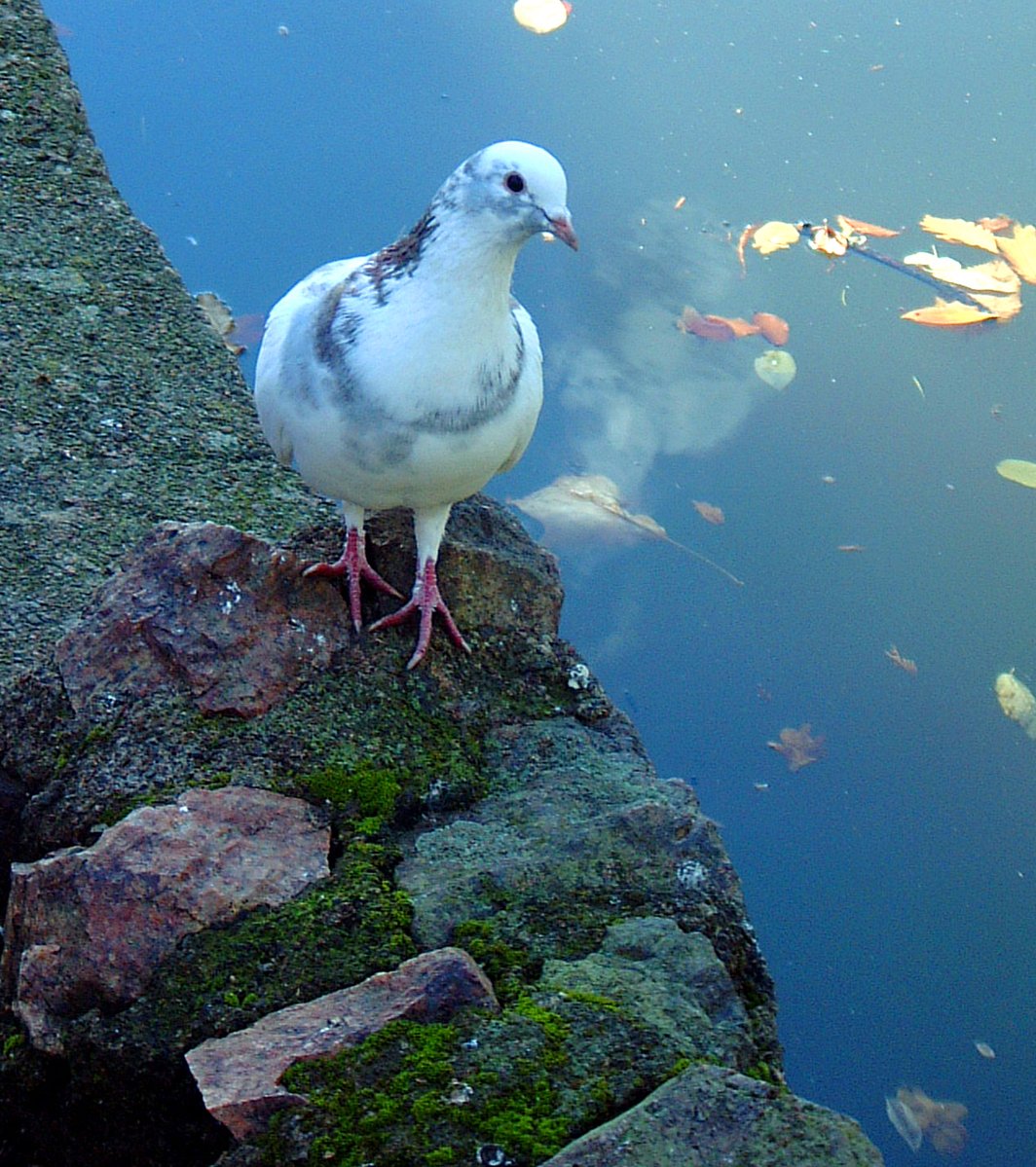 a pigeon that is standing on some rocks