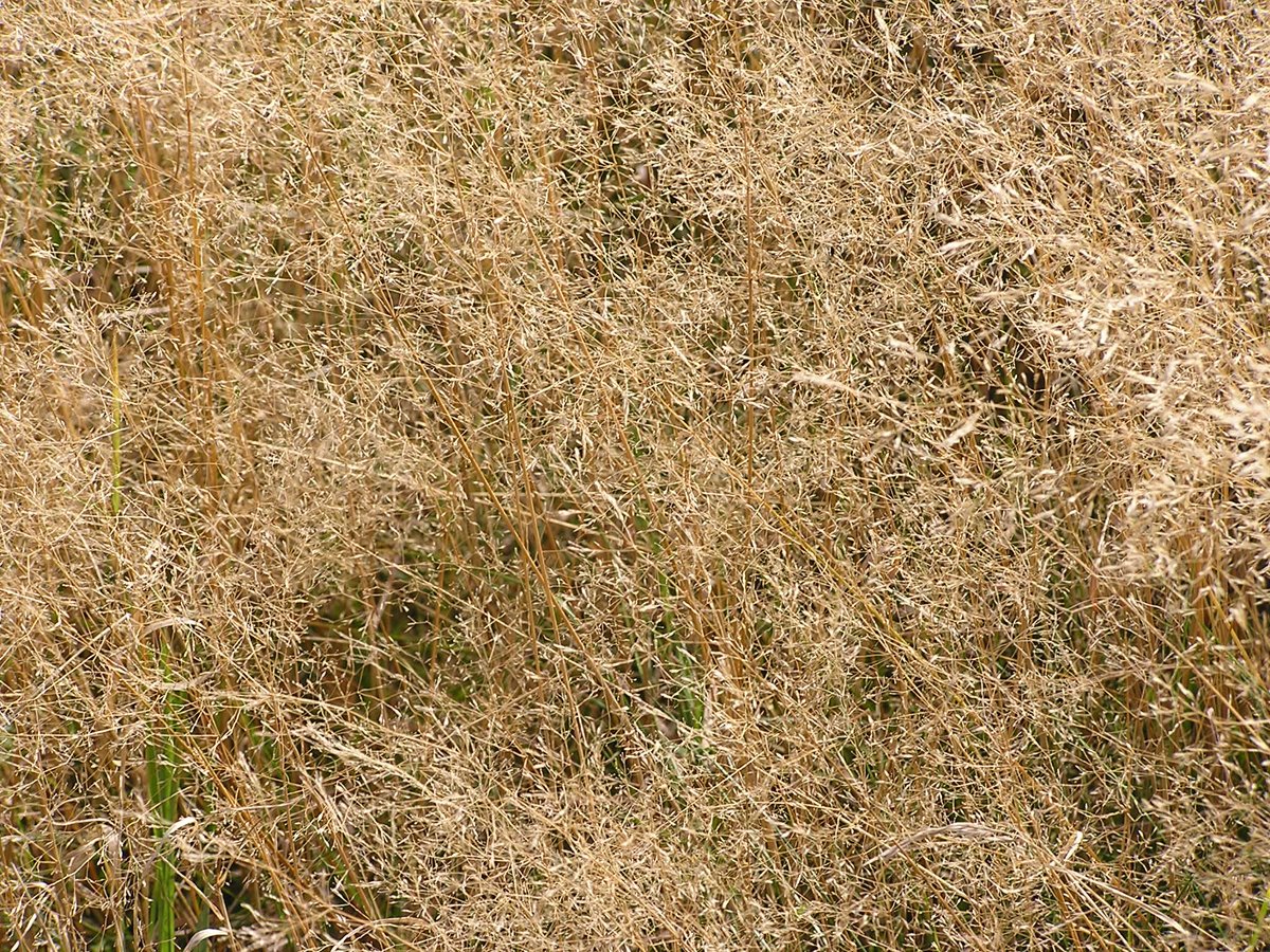 a bird on a field of long, brown grass