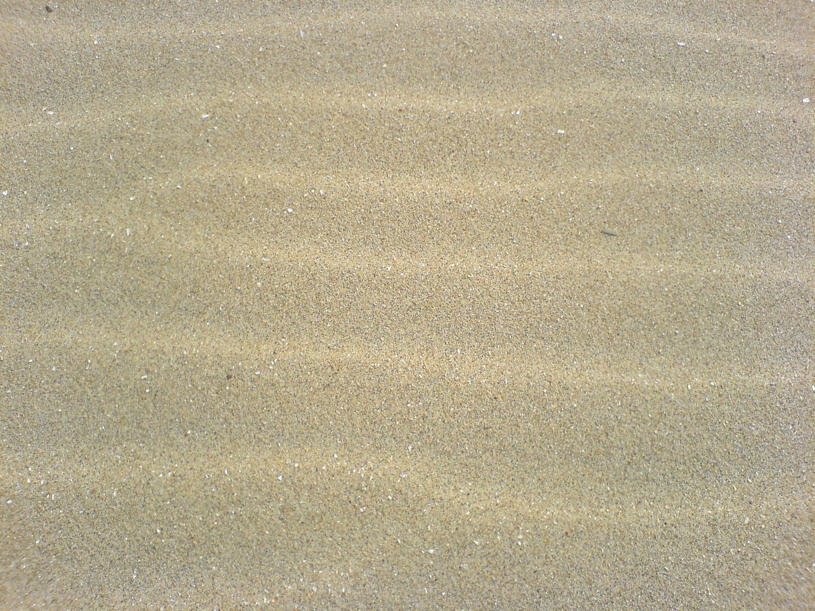 a sea animal walks on a sandy beach