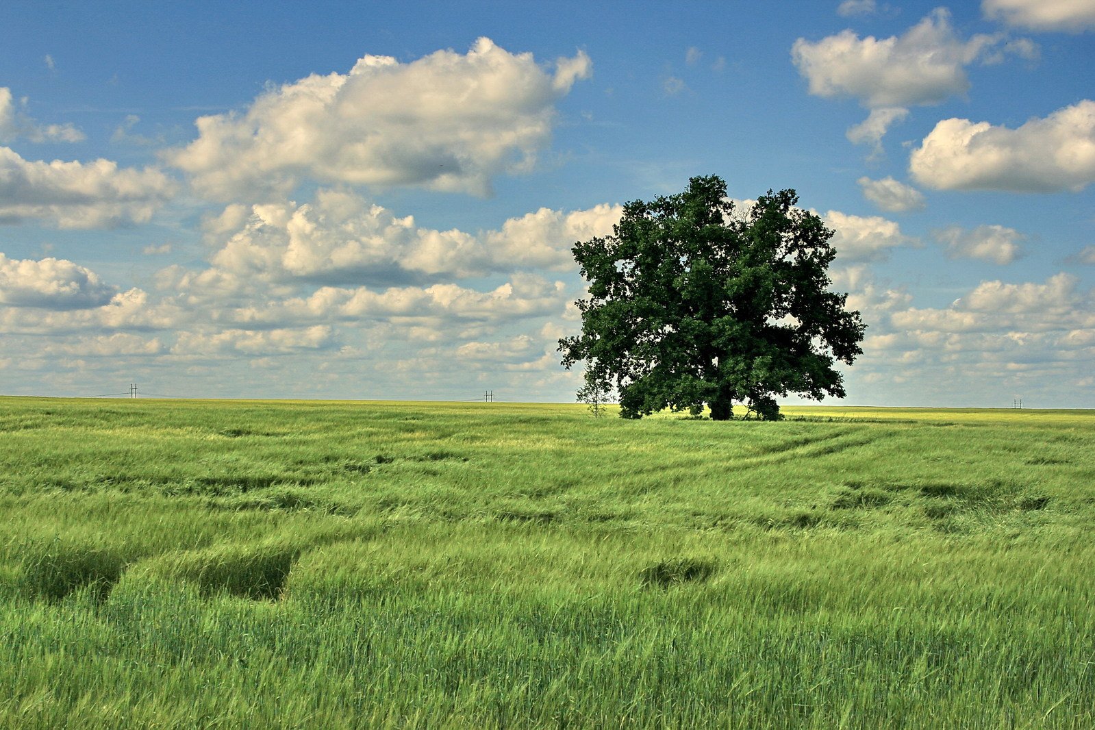 a lone tree standing in a field with puffy clouds in the background