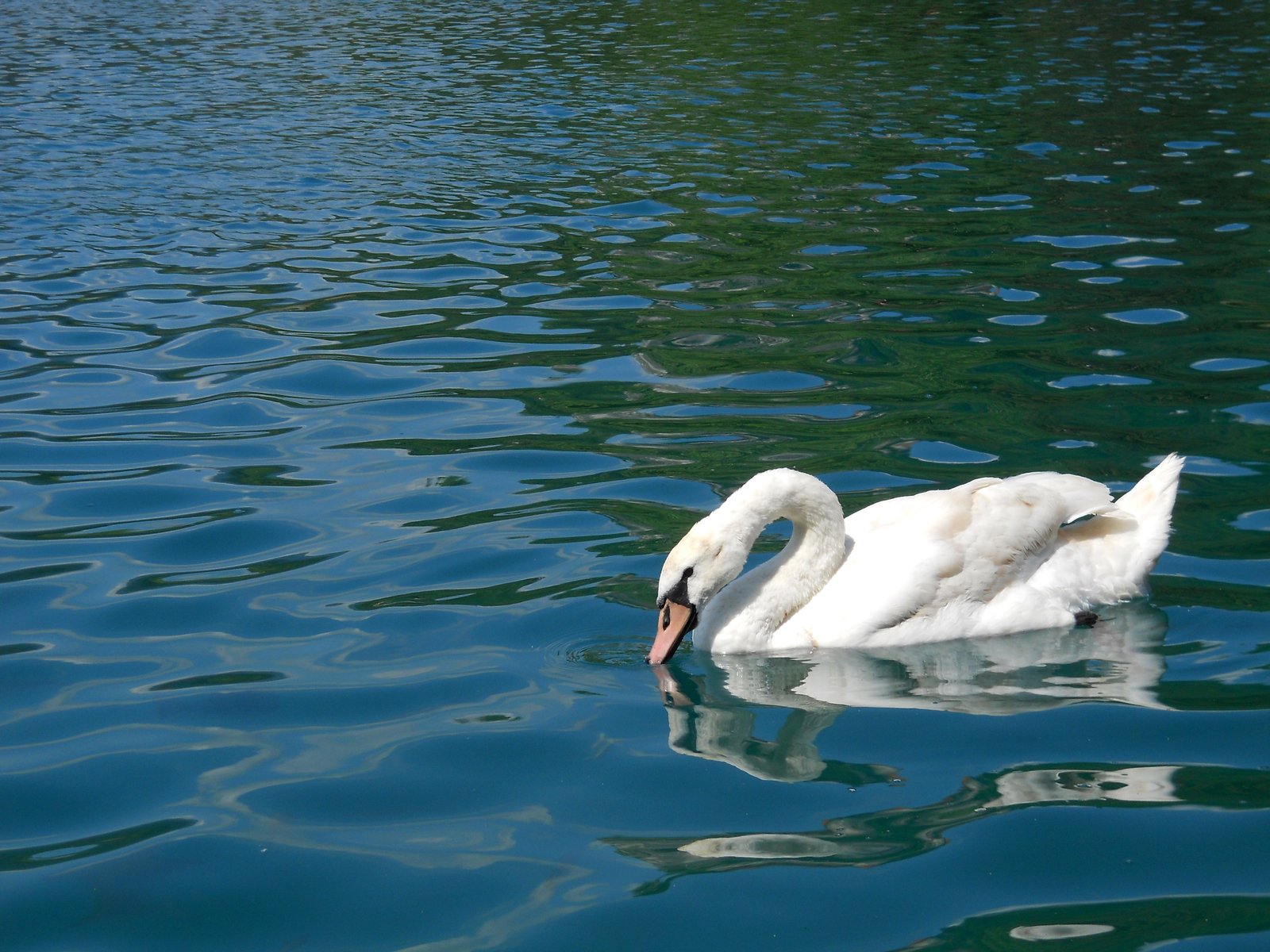 a swan swims along a beautiful blue water