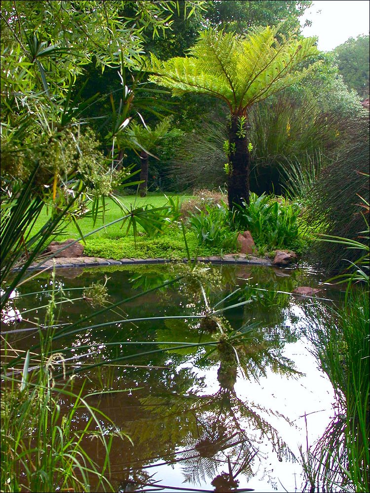 pond in a garden with trees and shrubs surrounding it