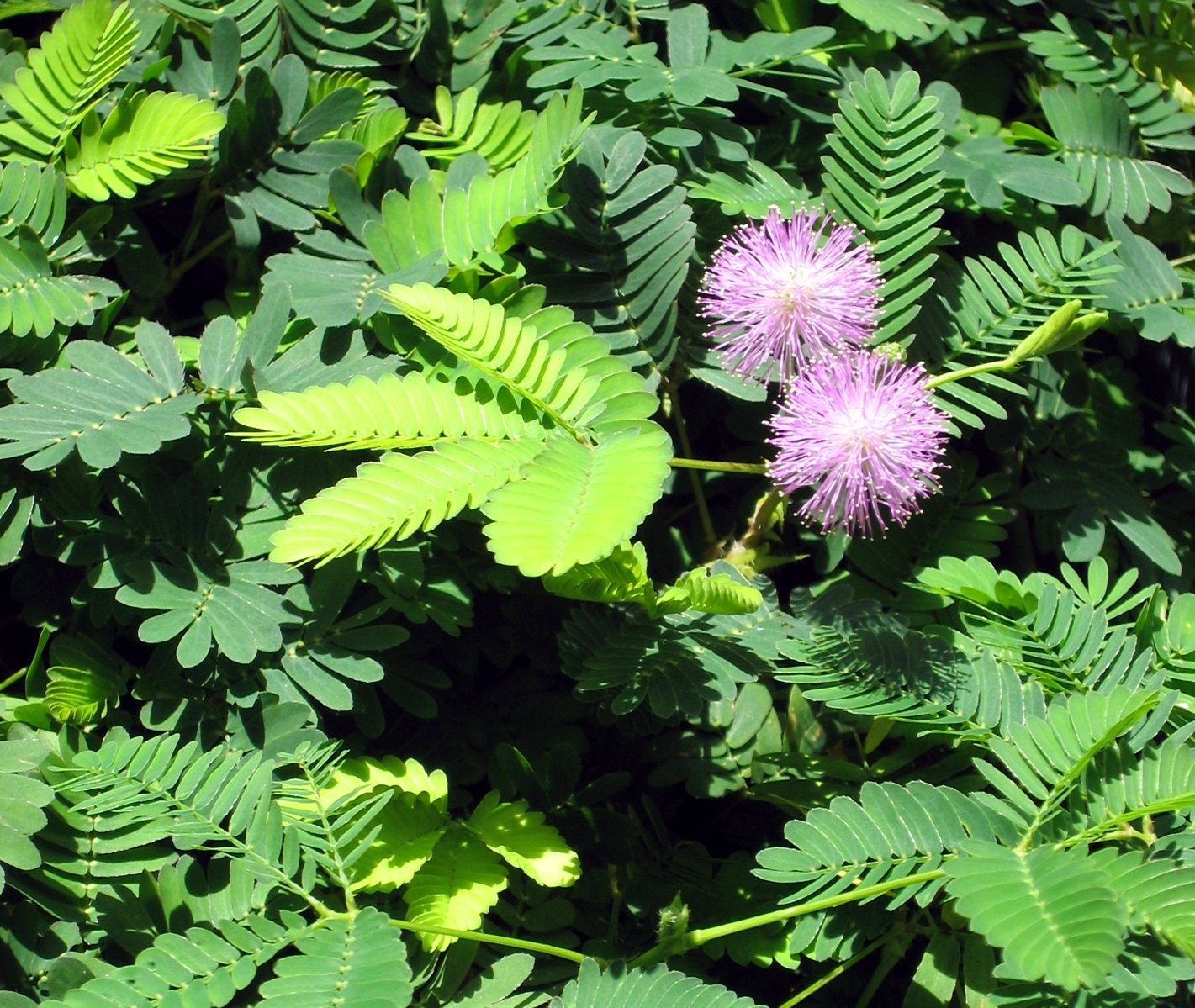 a close up of a pink flower among green leaves