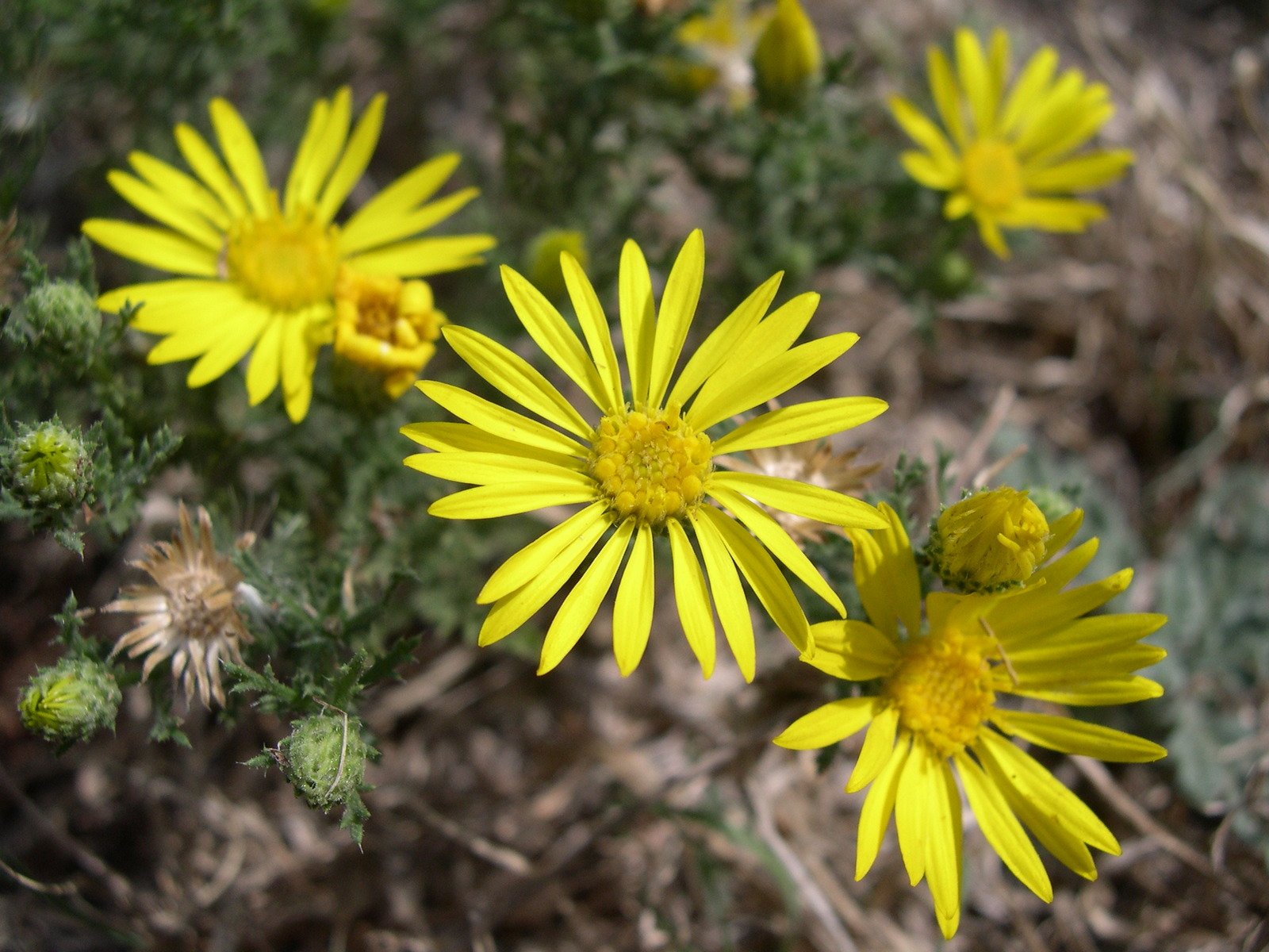 a group of yellow wildflowers blooming on the prairie