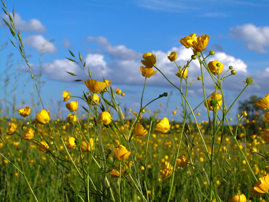 a field with yellow flowers under a cloudy sky