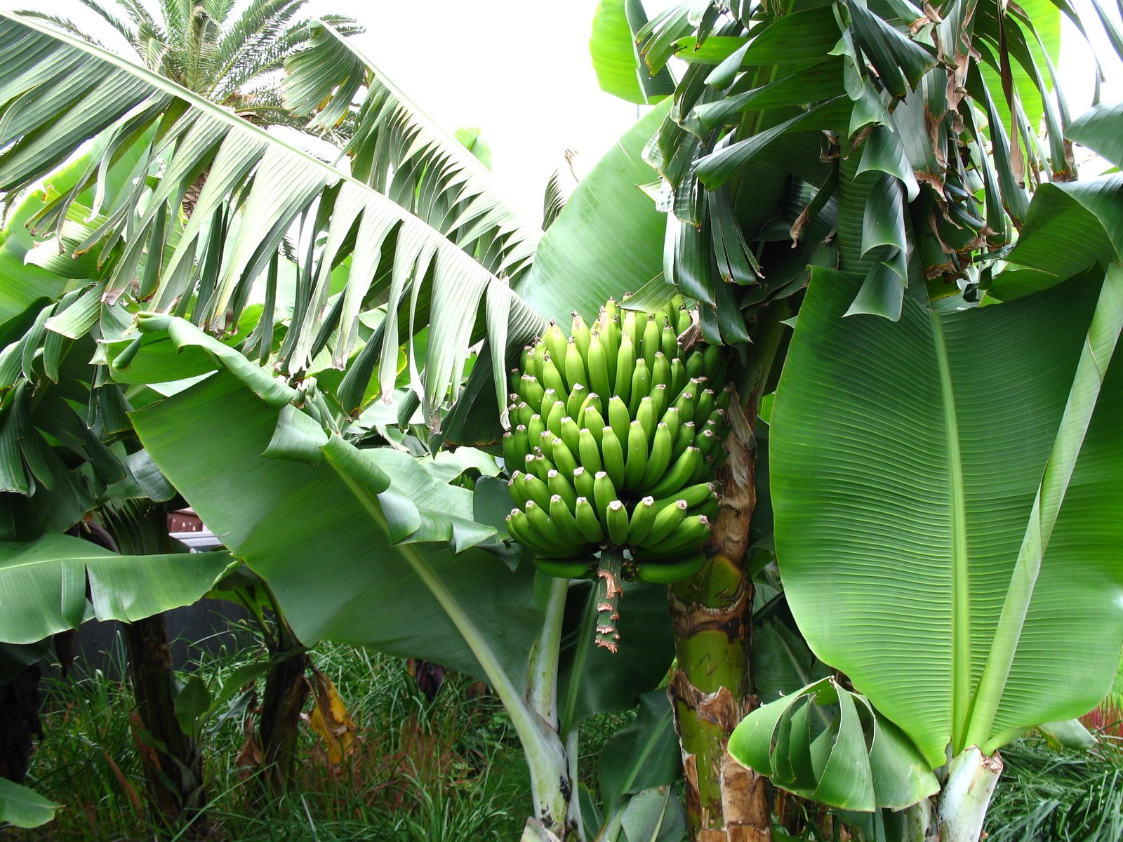 there are many bananas in this tree ready to be eaten