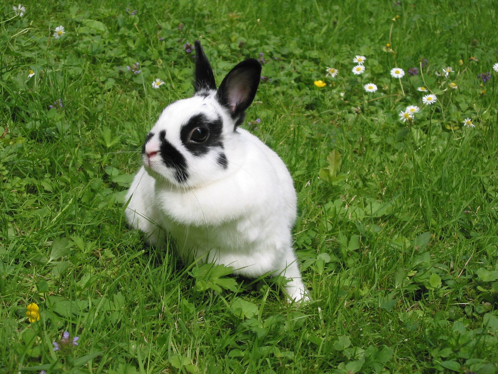 a black and white bunny sitting in the grass