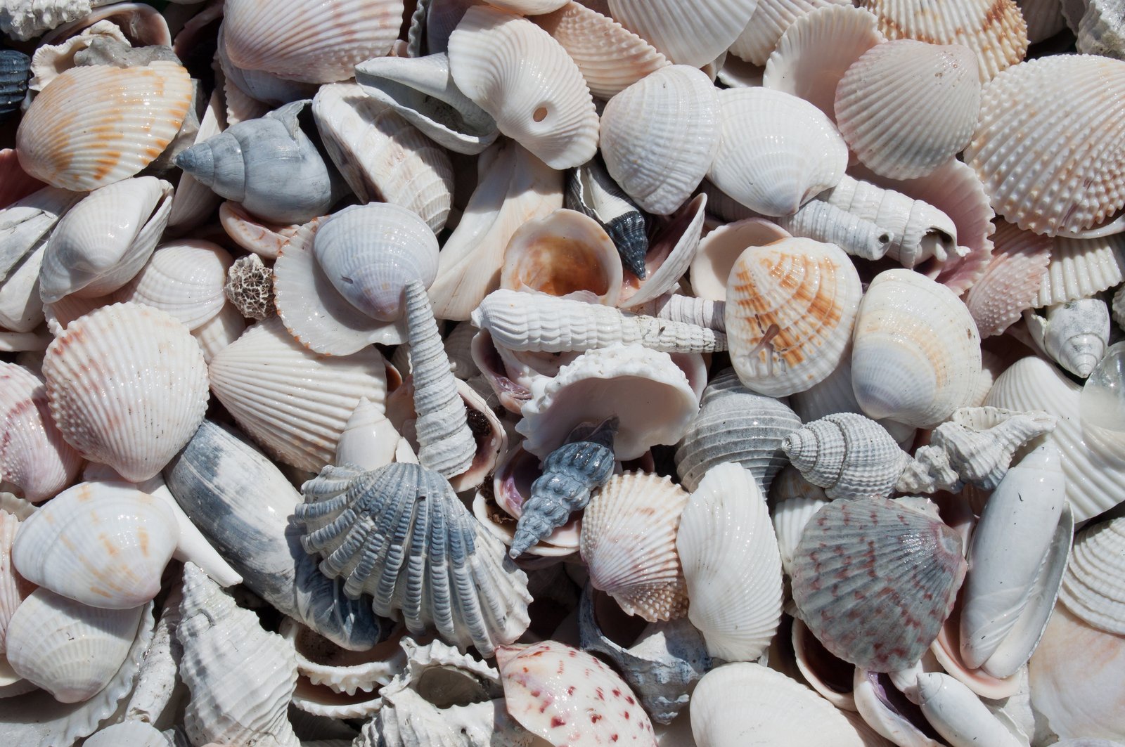 large assortment of seashells scattered on a beach