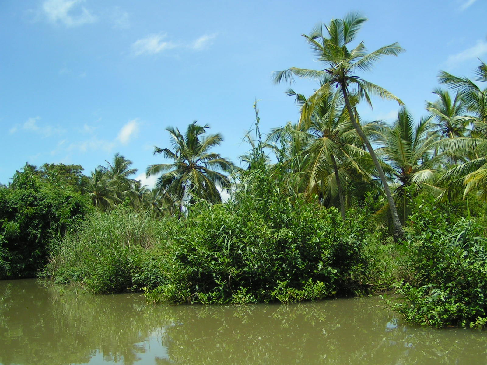 a body of water with a bunch of trees in the background