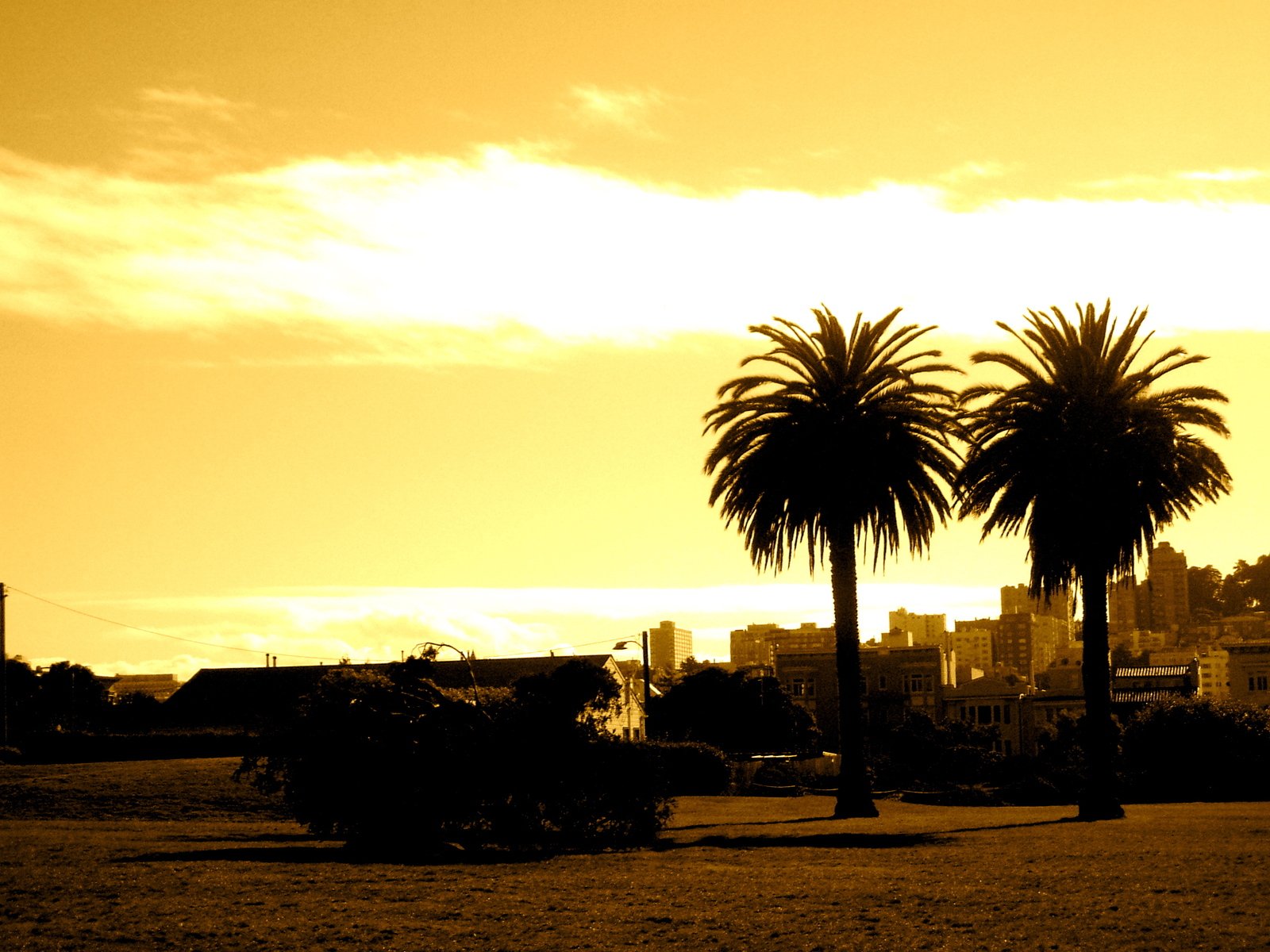 two palm trees are silhouetted against the sky