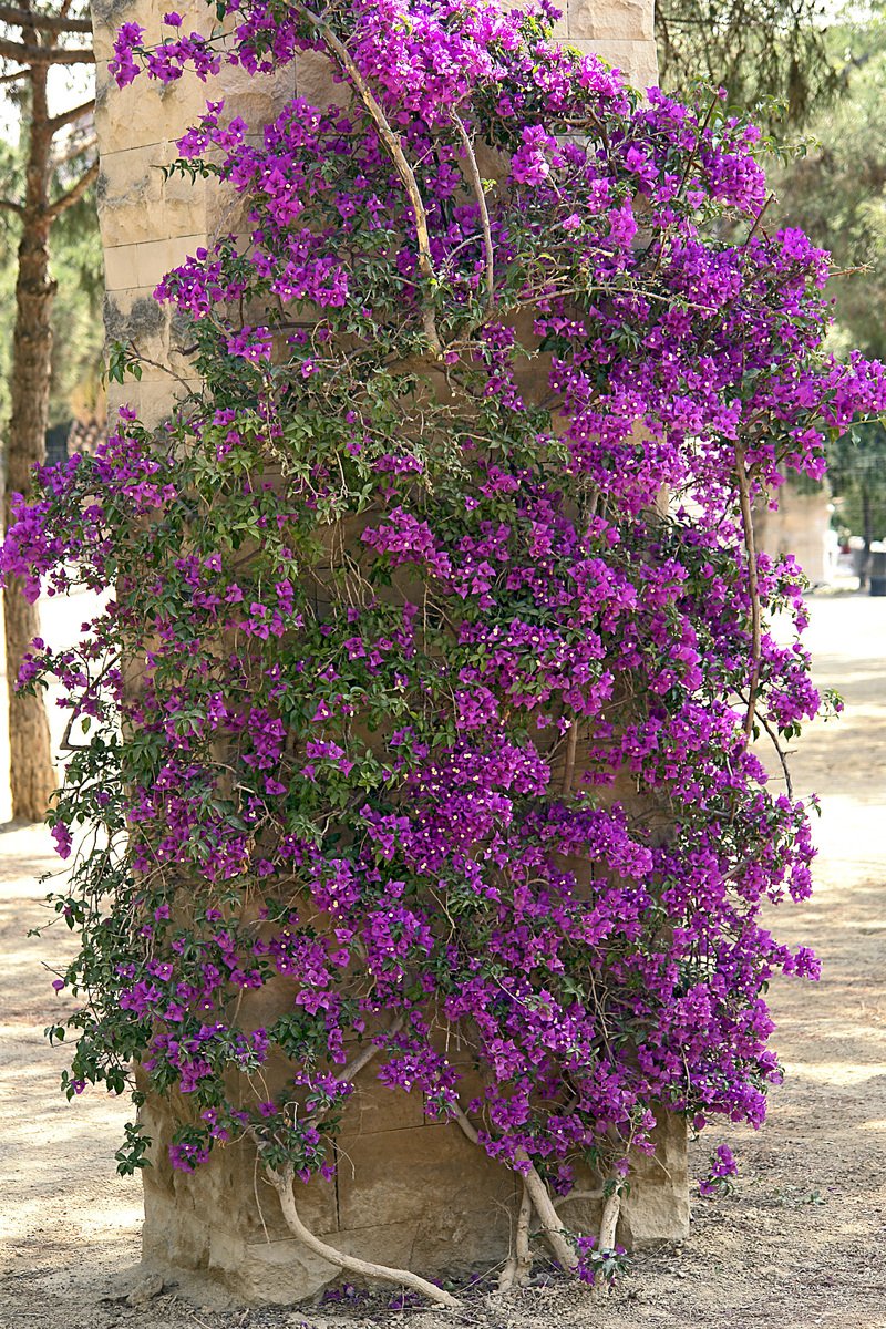 a plant with purple flowers next to a building