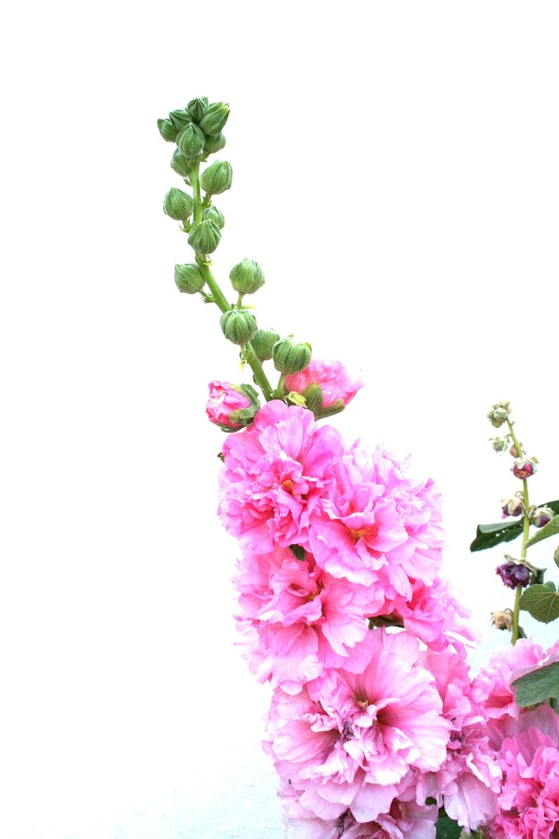 pink flowers are in a green vase on the ground
