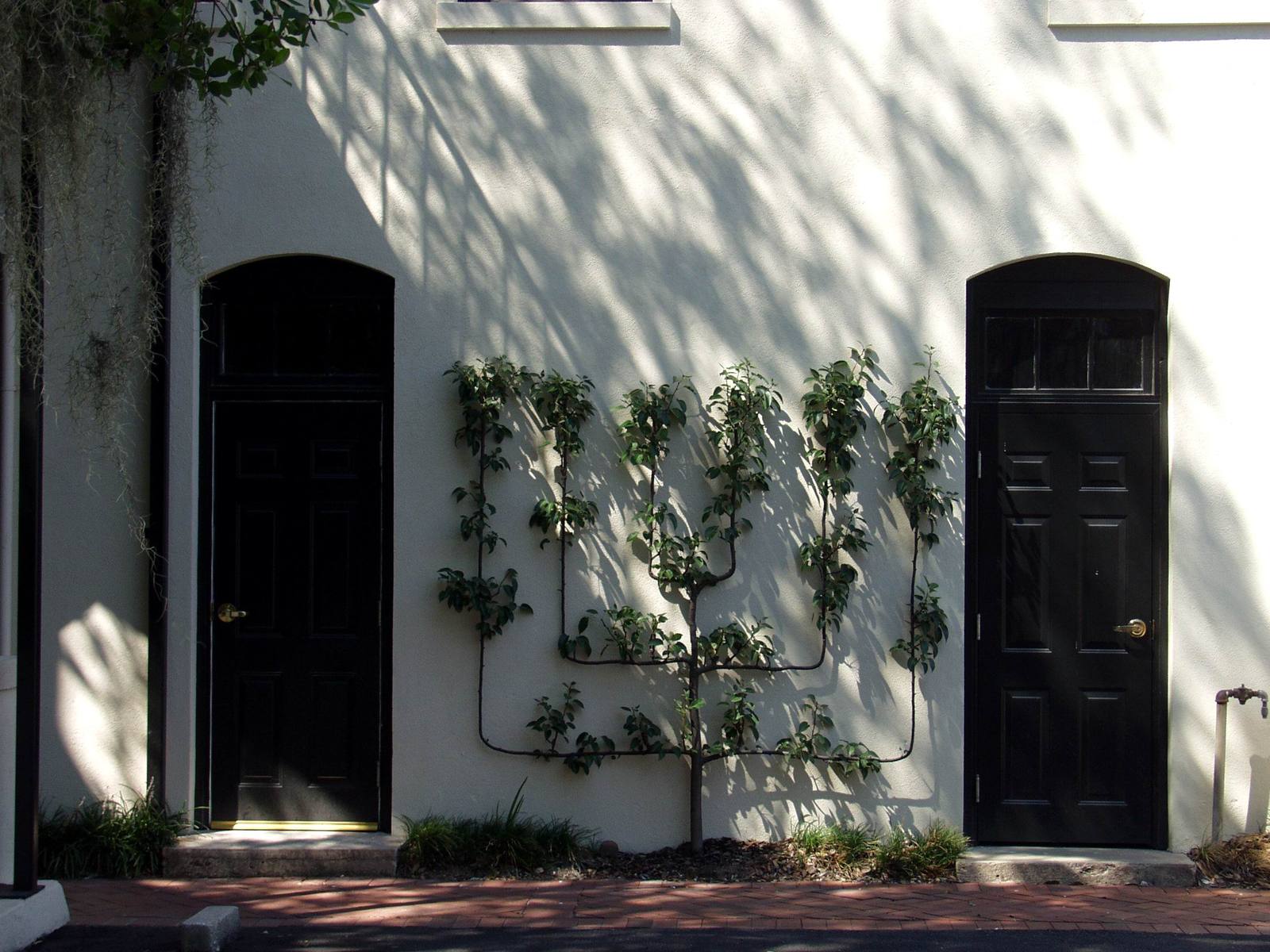 there are three windows and two doors and a wall with a large plant growing on the wall