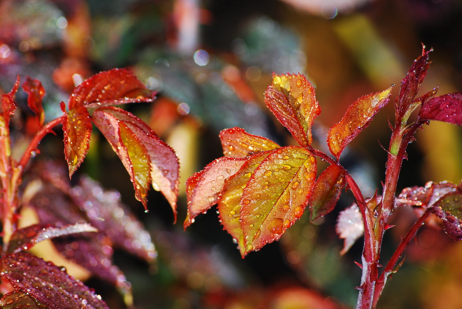 the leaves are beginning to change color in the winter