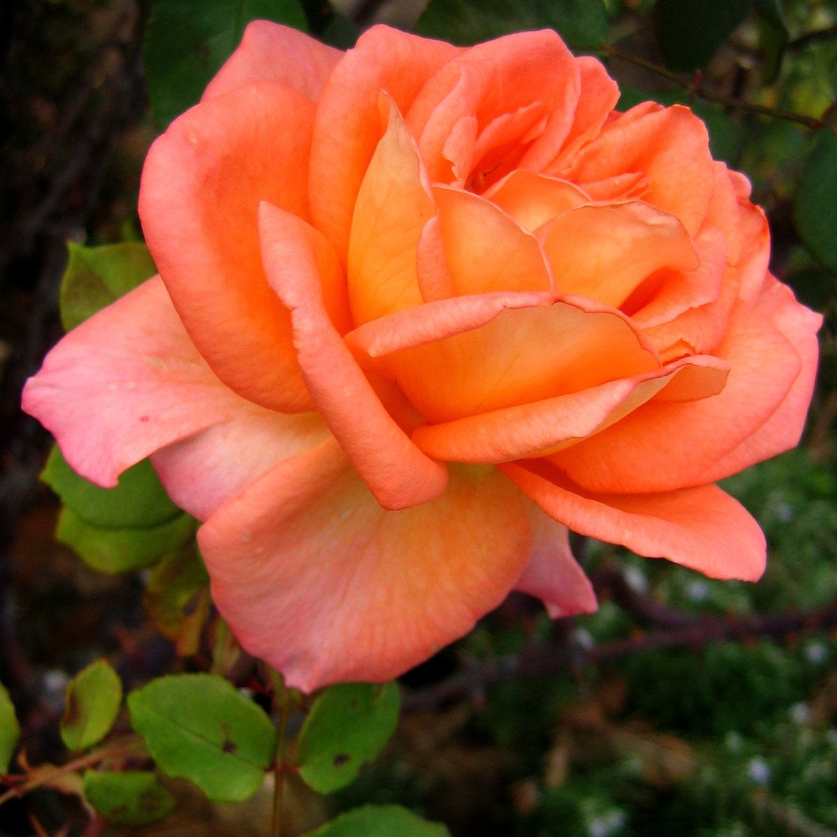 an orange rose with green leaves and brown nches