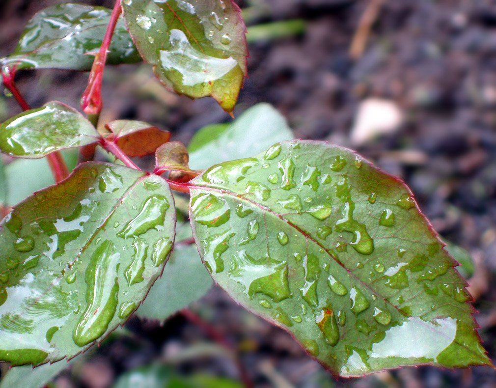 closeup of leaves with water drops on them