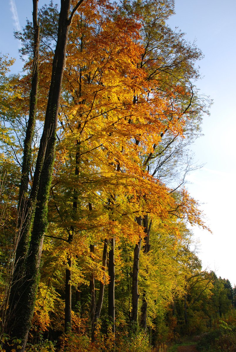 a scenic road lined with trees with orange and yellow leaves