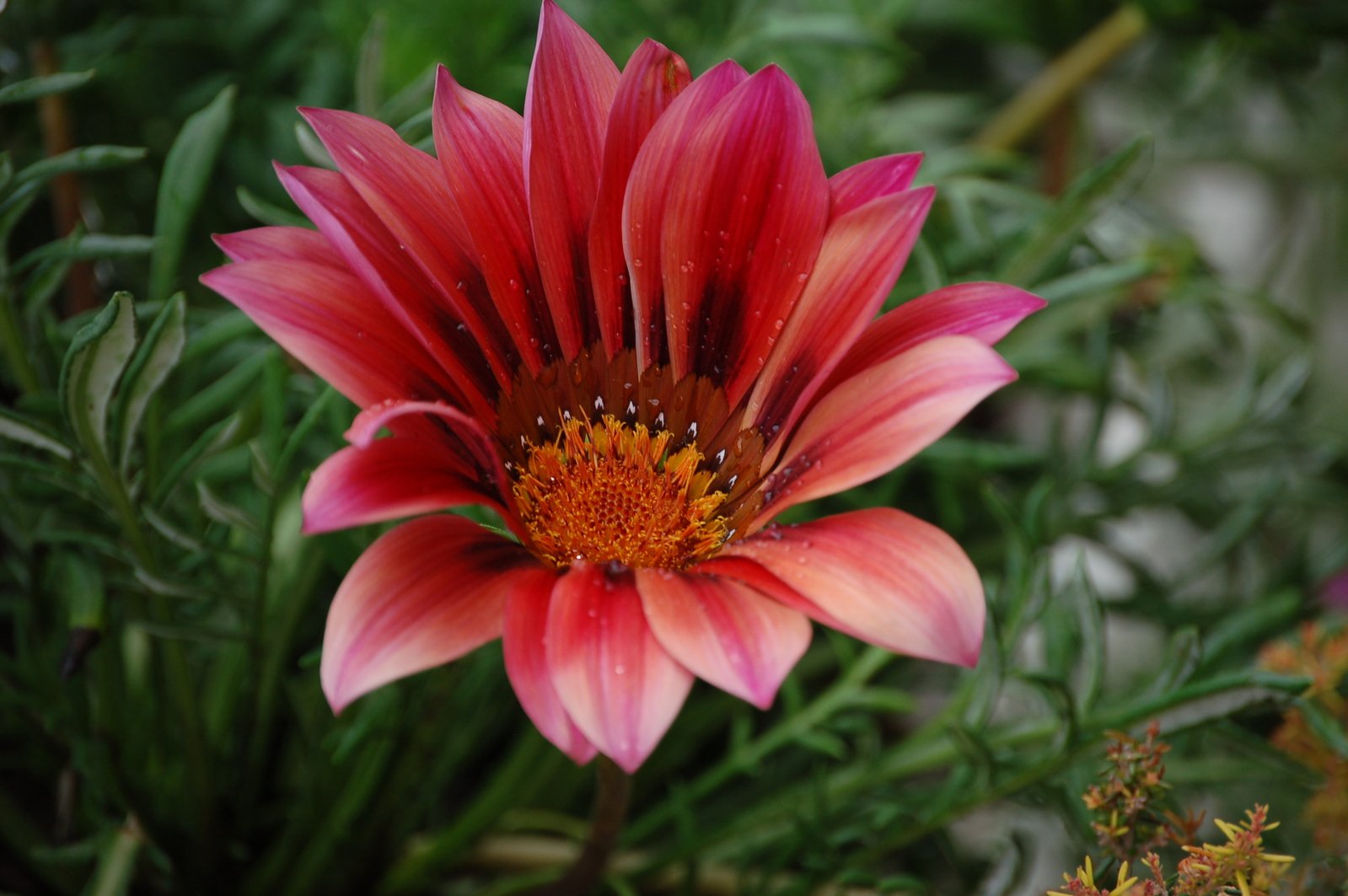 an orange and red flower on a green stalk